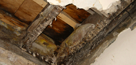 dry rot damage